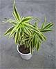 Dracaena reflexa