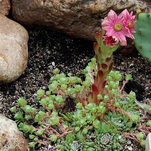 Sempervivum arachnoideum Sempervivum arachnoideum