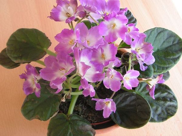 Saintpaulia ionantha mit rosa Blüten Saintpaulia ionantha mit rosa Blüten
