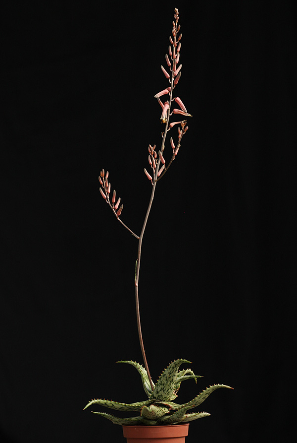 Aloë somaliensis Aloë somaliensis