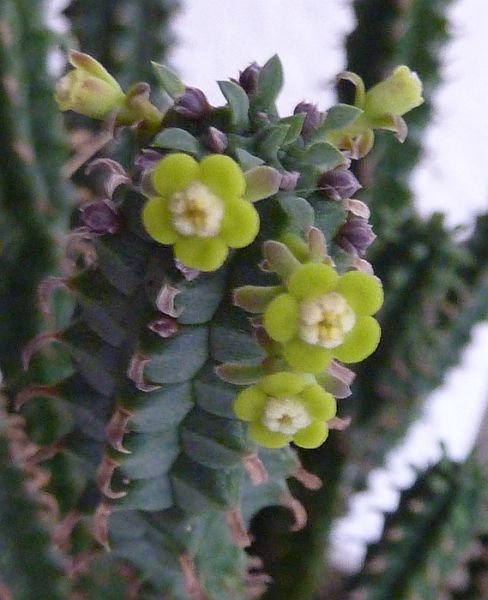 Die Blüte der Euphorbia submammillaris Die Blüte der Euphorbia submammillaris
