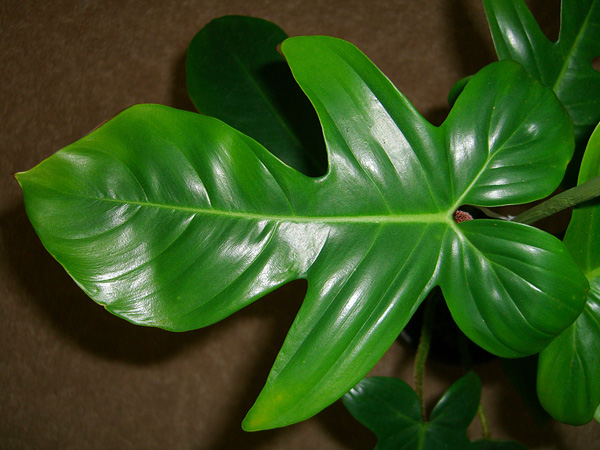 Philodendron pedatum Philodendron pedatum