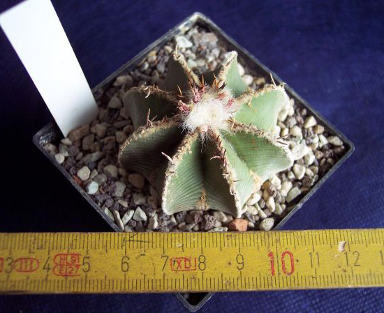 Aztekium hintonii, wurzelecht