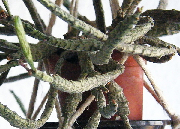Euphorbia platyclada im Detail