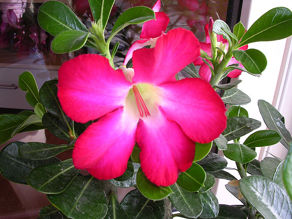 Die Blüte der Adenium obesum Die Blüte der Adenium obesum