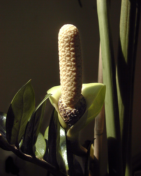 Die Blüte der Zamioculcas zamiifolia Die Blüte der Zamioculcas zamiifolia