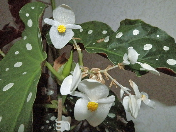 Begonia maculata 'wightii'