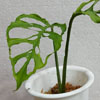 Monstera obliqua