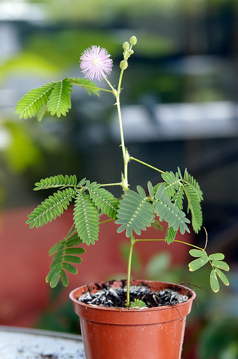 Mimosa pudica