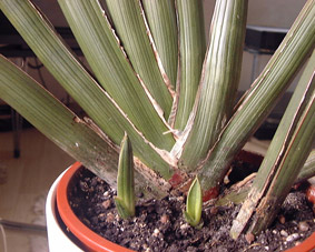 Sansevieria robusta Sansevieria robusta