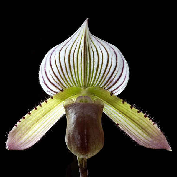 Blüte der Paphiopedilum Callosum Blüte der Paphiopedilum Callosum