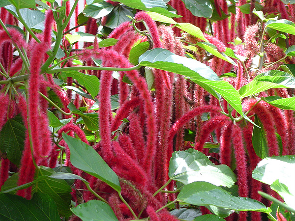 Acalypha hispida Acalypha hispida