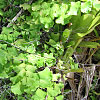 Adiantum tenerum