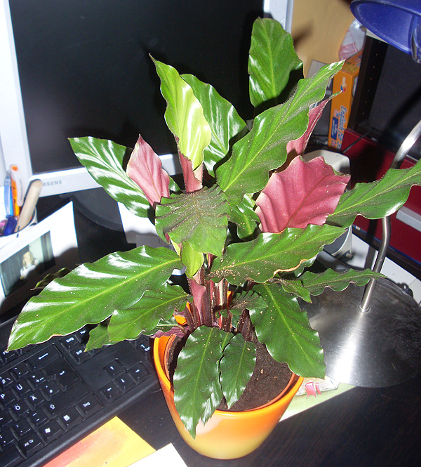 Calathea rufibarba