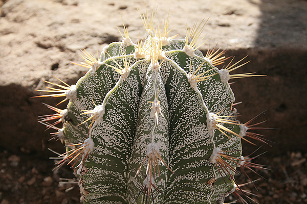 Astrophytum ornatum