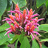 Aphelandra sinclairiana