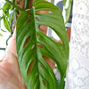 Monstera adansonii