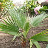 Washingtonia filifera