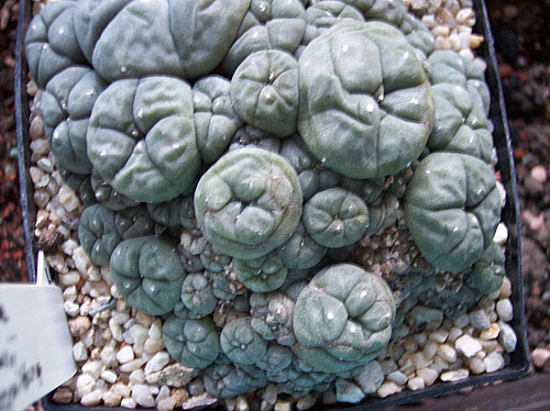 Lophophora williamsii v.caespitosa Lophophora williamsii v.caespitosa