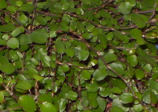 Die Blätter im Detail