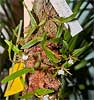 Dinema polybulbon
