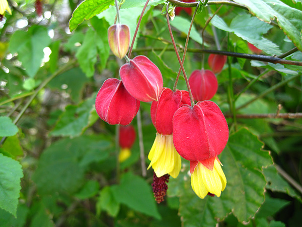 Abutilon megapotamicum Abutilon megapotamicum