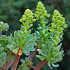 Aeonium arboreum