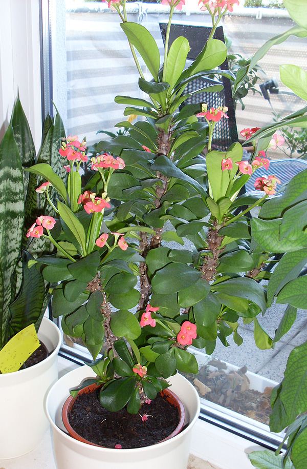 Euphorbia milii