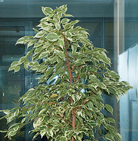 anfaenger_ficus_benjamina.jpg