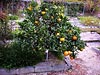 Citrus aurantium ssp. aurantium