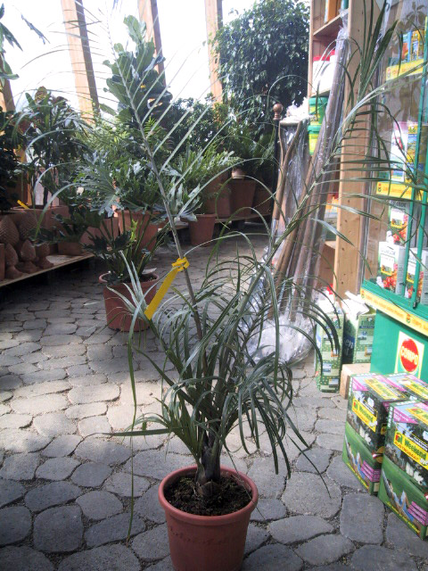 Dypsis decaryi