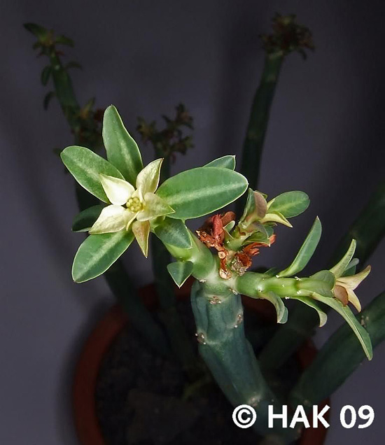 Euphorbia pteroneura Euphorbia pteroneura