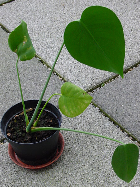 Junge Monstera deliciosa