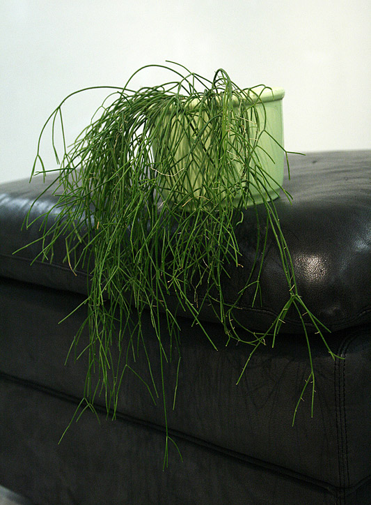 Rhipsalis teres