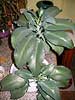 Kalanchoë daigremontiana
