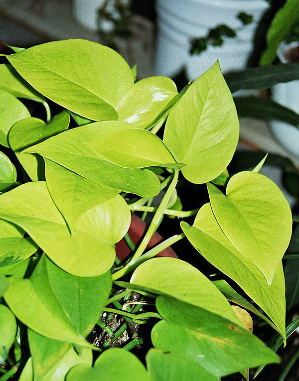 Epipremnum pinnatum 'Lime' Epipremnum pinnatum 'Lime'