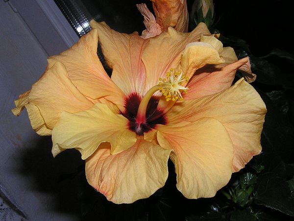 Hibiscus rosa-sinensis