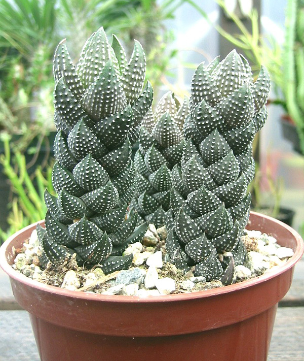 Haworthia reinwardtii Haworthia reinwardtii