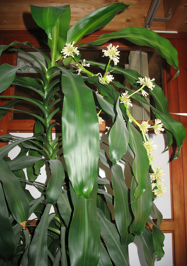 Dracaena fragrans 'Massangeana' mit Blüte Dracaena fragrans 'Massangeana' mit Blüte