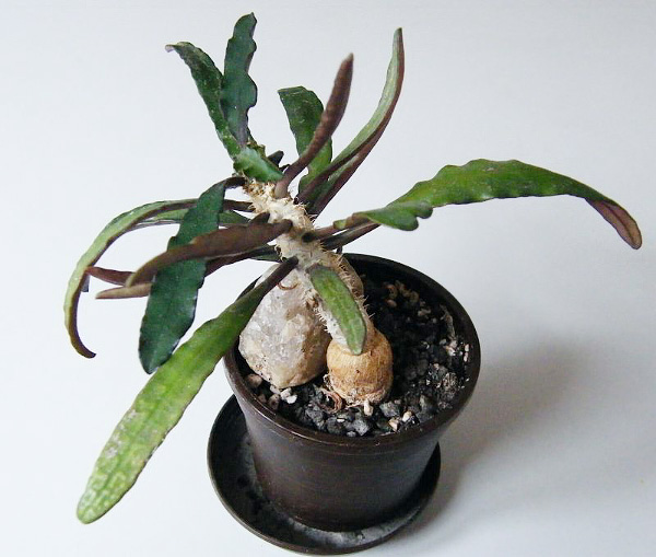 Euphorbia francoisii