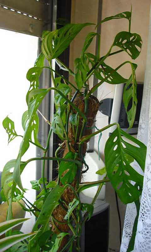 Monstera adansonii Monstera adansonii