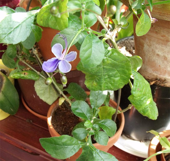 Clerodendrum ugandense Clerodendrum ugandense