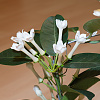 Stephanotis floribunda