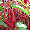 Acalypha hispida