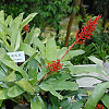 Aechmea fulgens