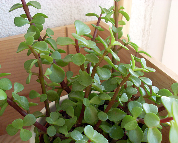 Portulacaria afra Portulacaria afra
