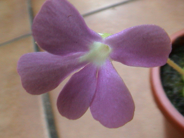 Pinguicula moranensis