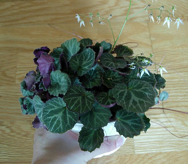Saxifraga stolonifera Saxifraga stolonifera