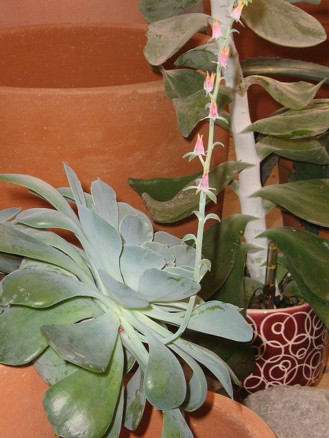 Echeveria gibbiflora Echeveria gibbiflora