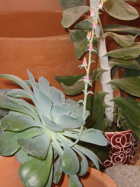 Echeveria gibbiflora